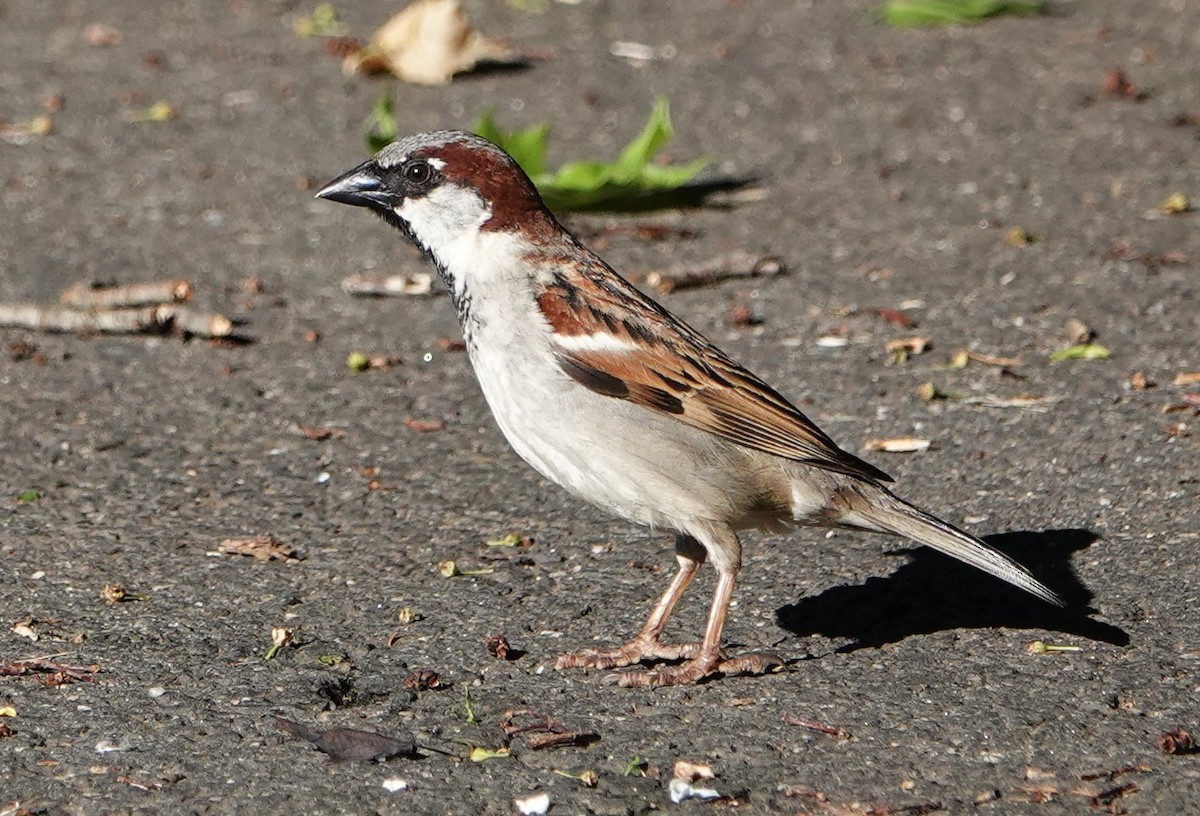 House Sparrow - ML620181371