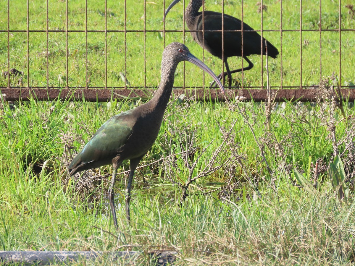 ibis americký - ML620181372