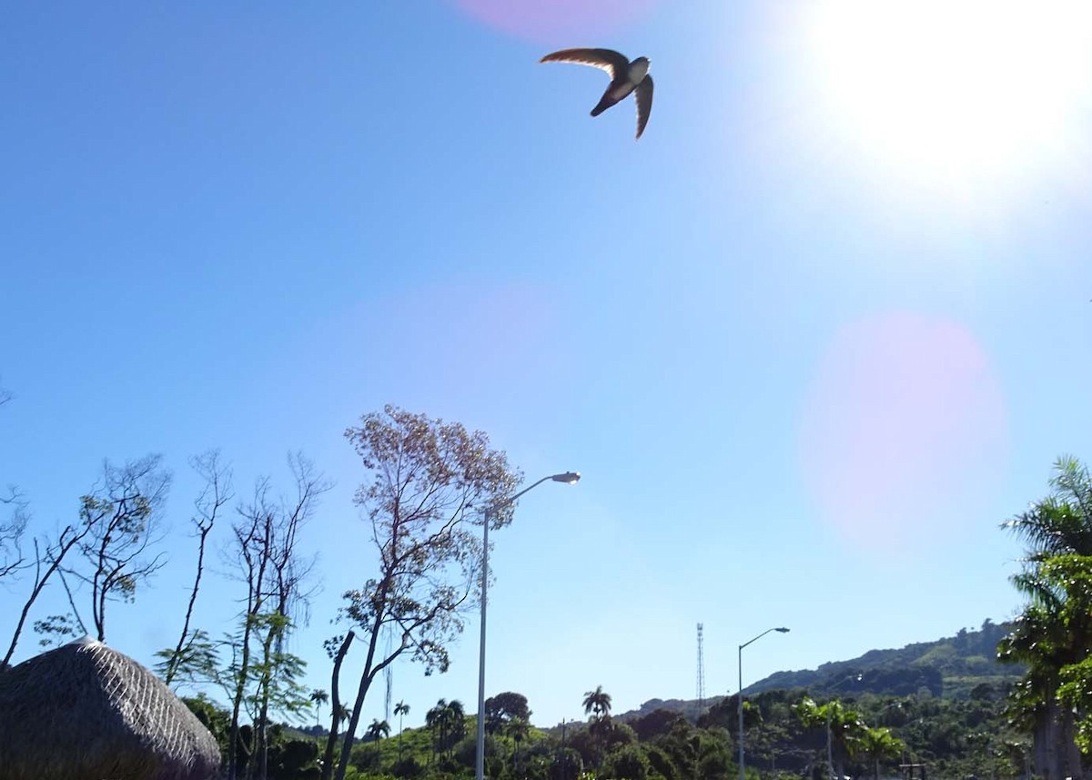 Antillean Palm Swift - ML620181375