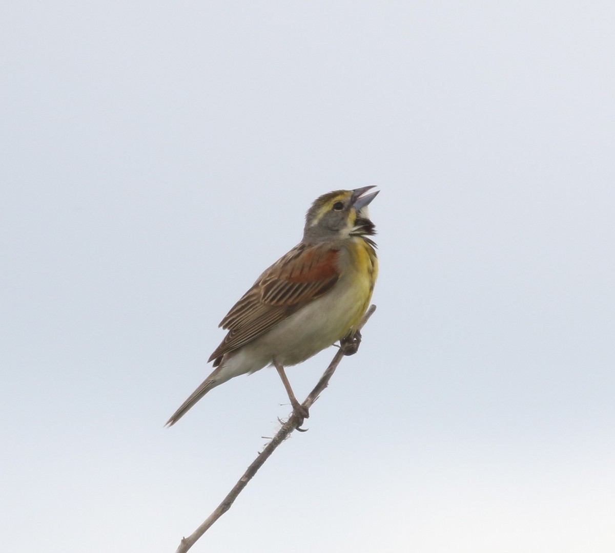 Dickcissel d'Amérique - ML620181380