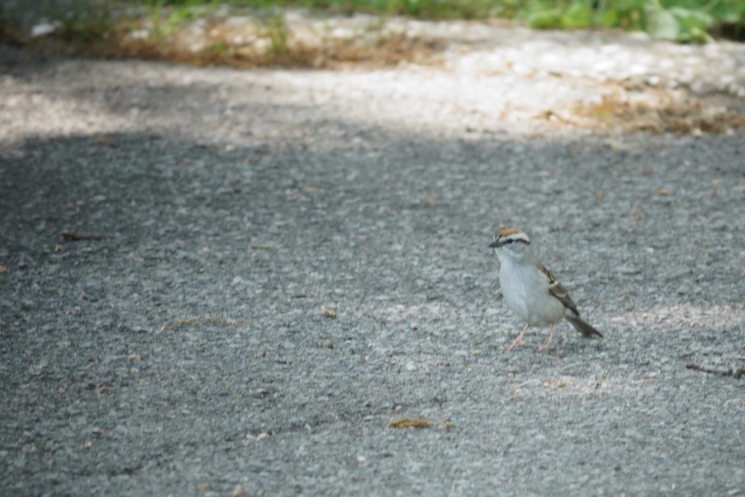 Chipping Sparrow - ML620181381