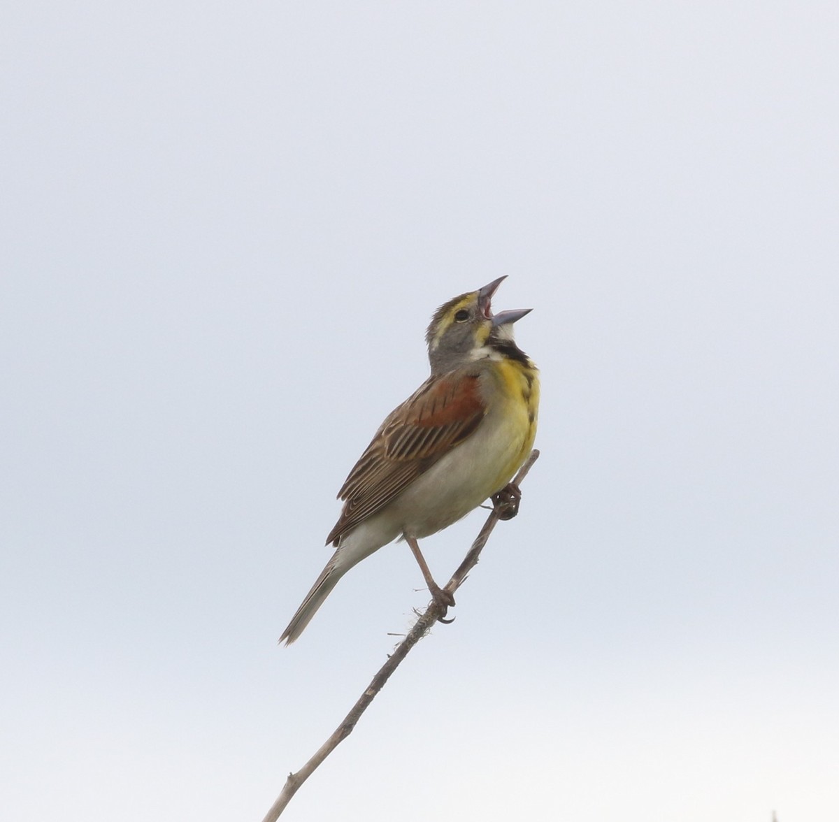 Dickcissel d'Amérique - ML620181385