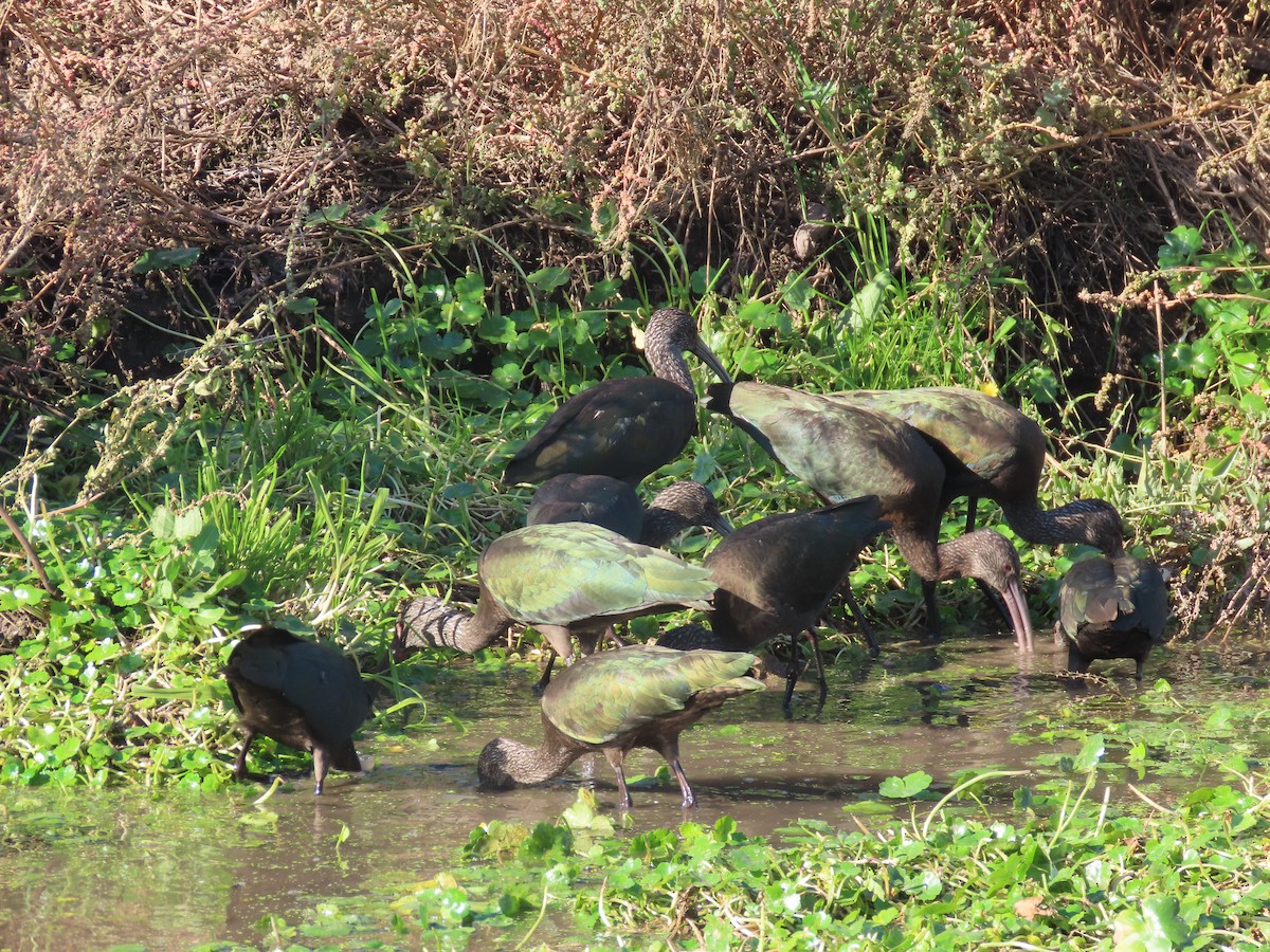 ibis americký - ML620181388