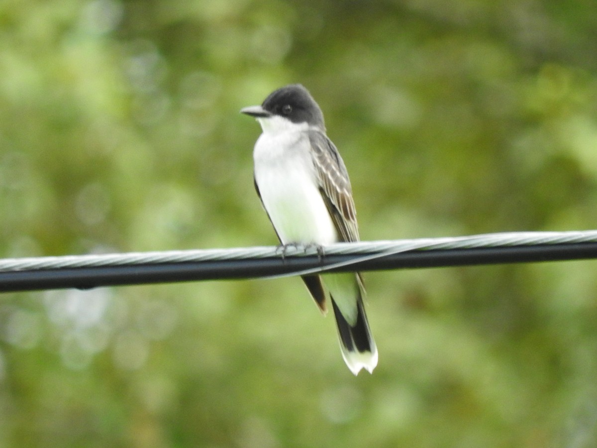 Eastern Kingbird - ML620181390