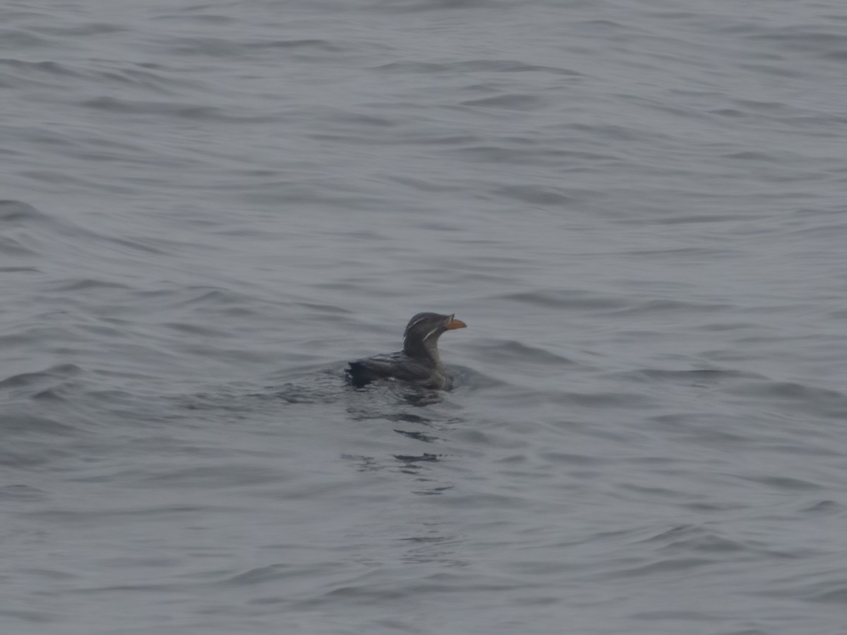 Rhinoceros Auklet - ML620181392