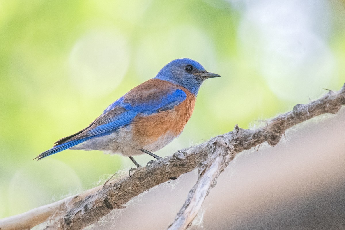 Western Bluebird - ML620181394