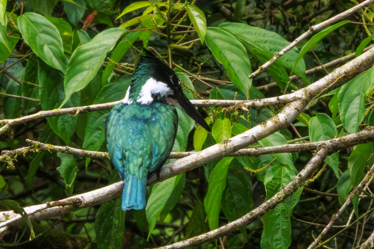 Martin-pêcheur d'Amazonie - ML620181406