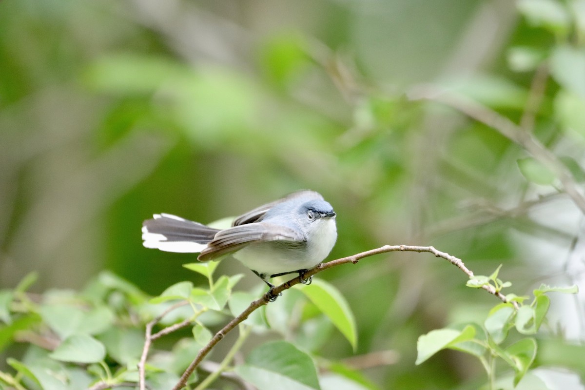 Blue-gray Gnatcatcher - ML620181409