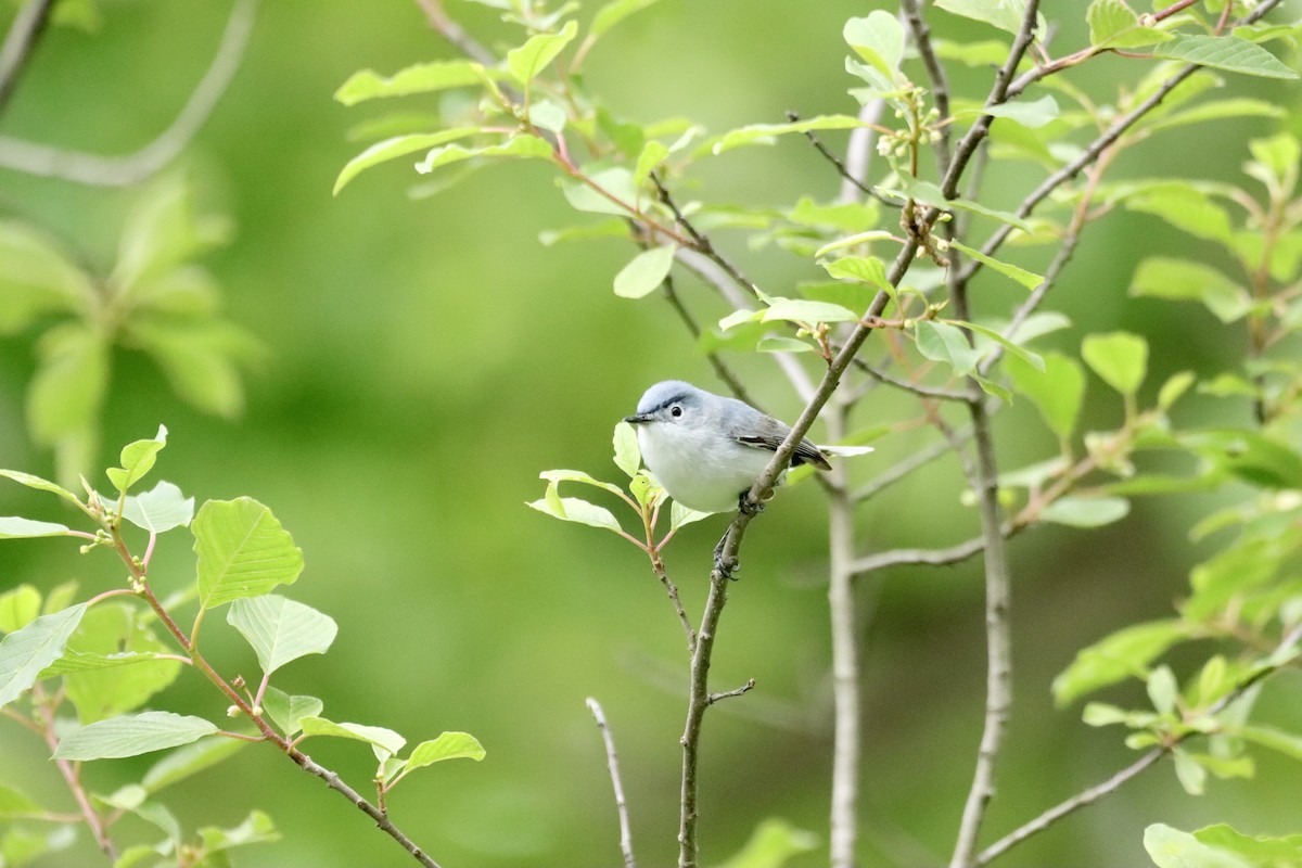 Blue-gray Gnatcatcher - ML620181411