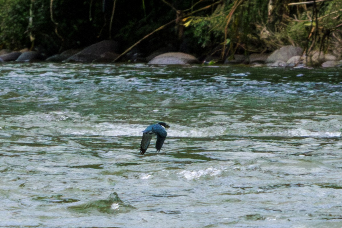 Ringed Kingfisher - ML620181416