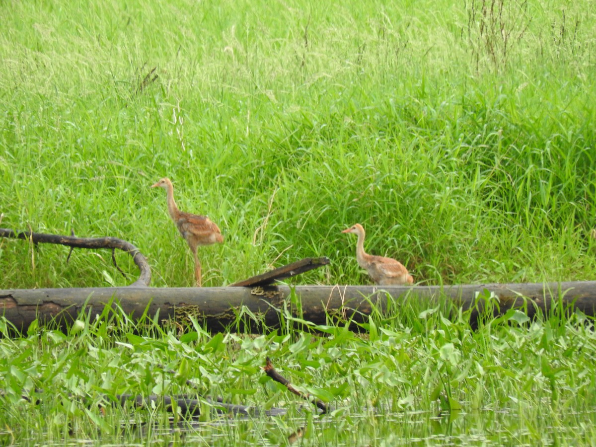 Sandhill Crane - ML620181420