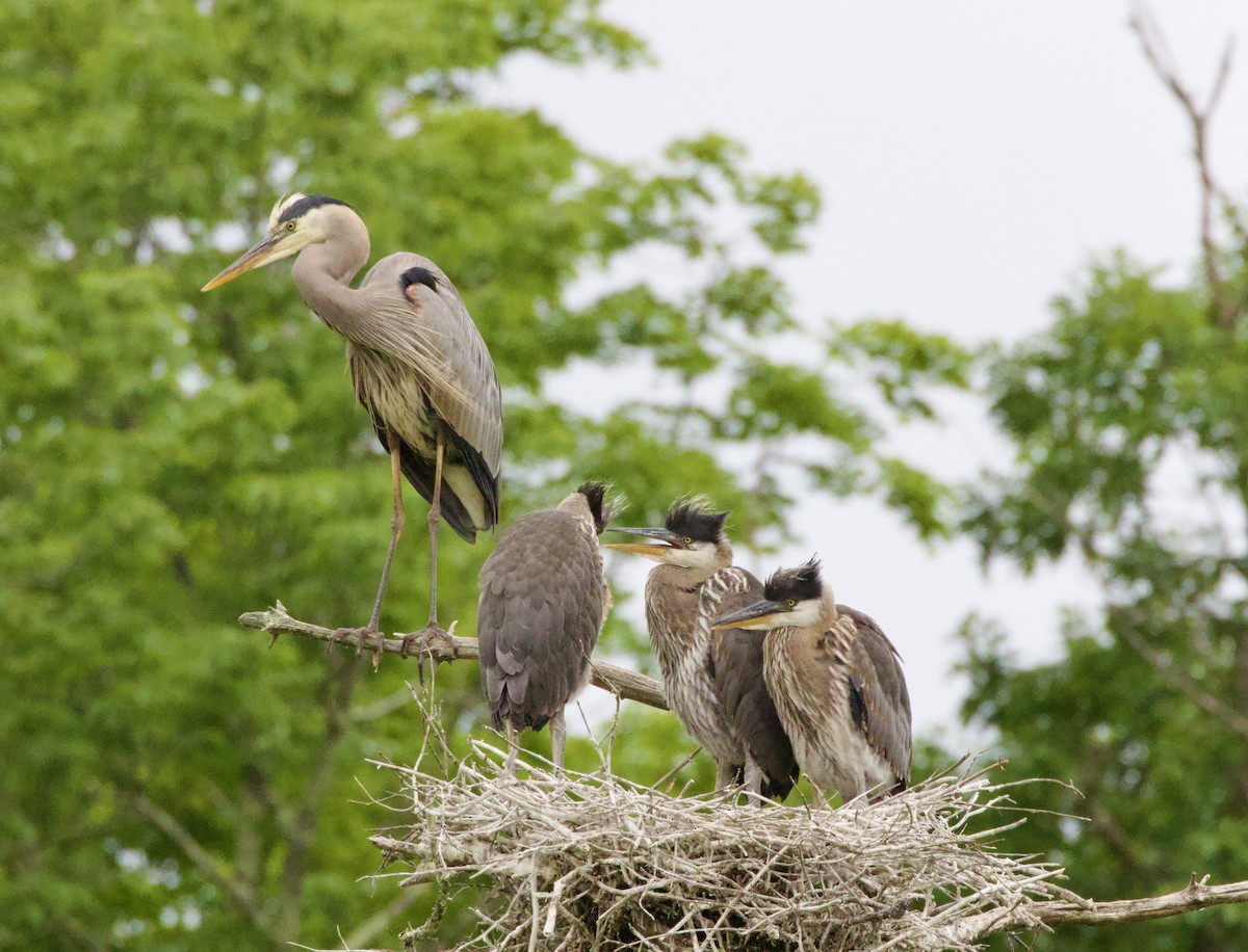 Great Blue Heron - ML620181423