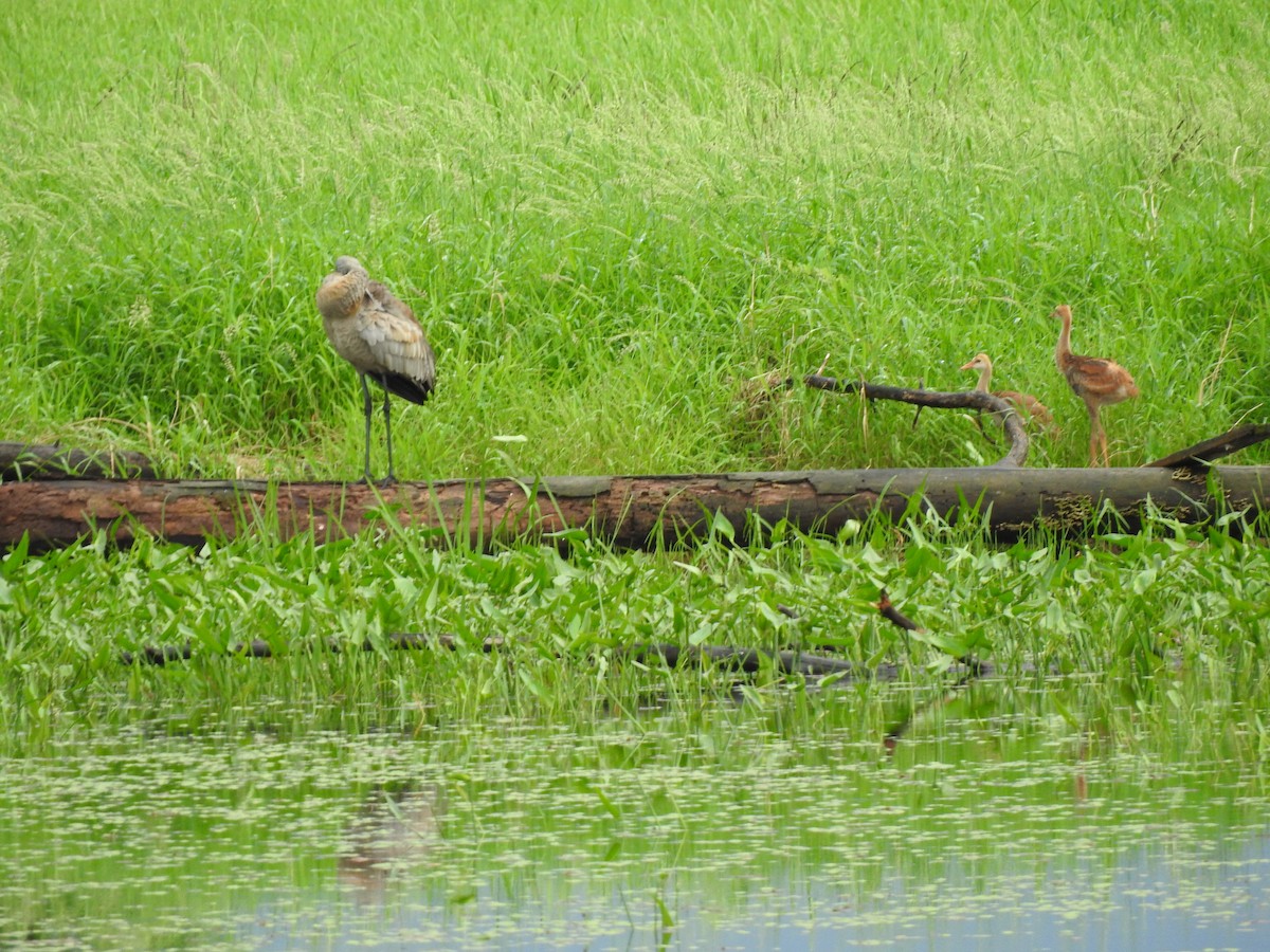 Sandhill Crane - ML620181426