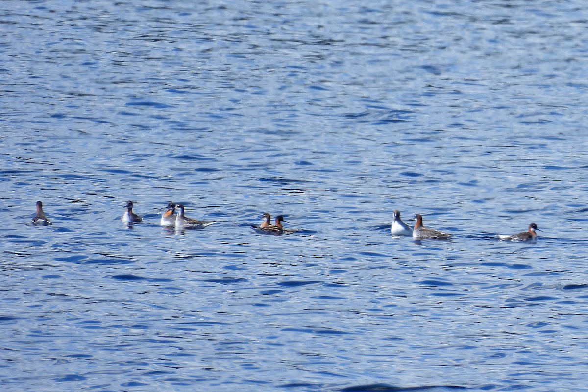 Red-necked Phalarope - ML620181429