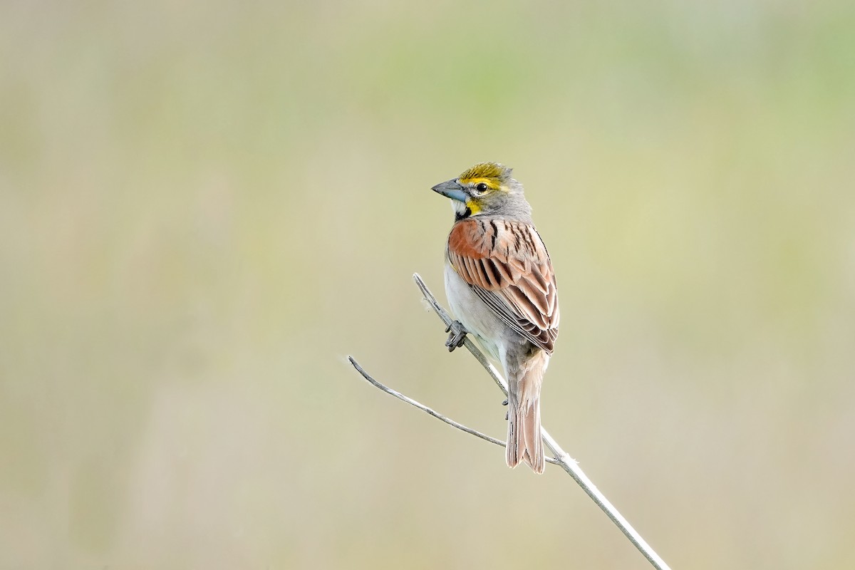 Dickcissel - ML620181439