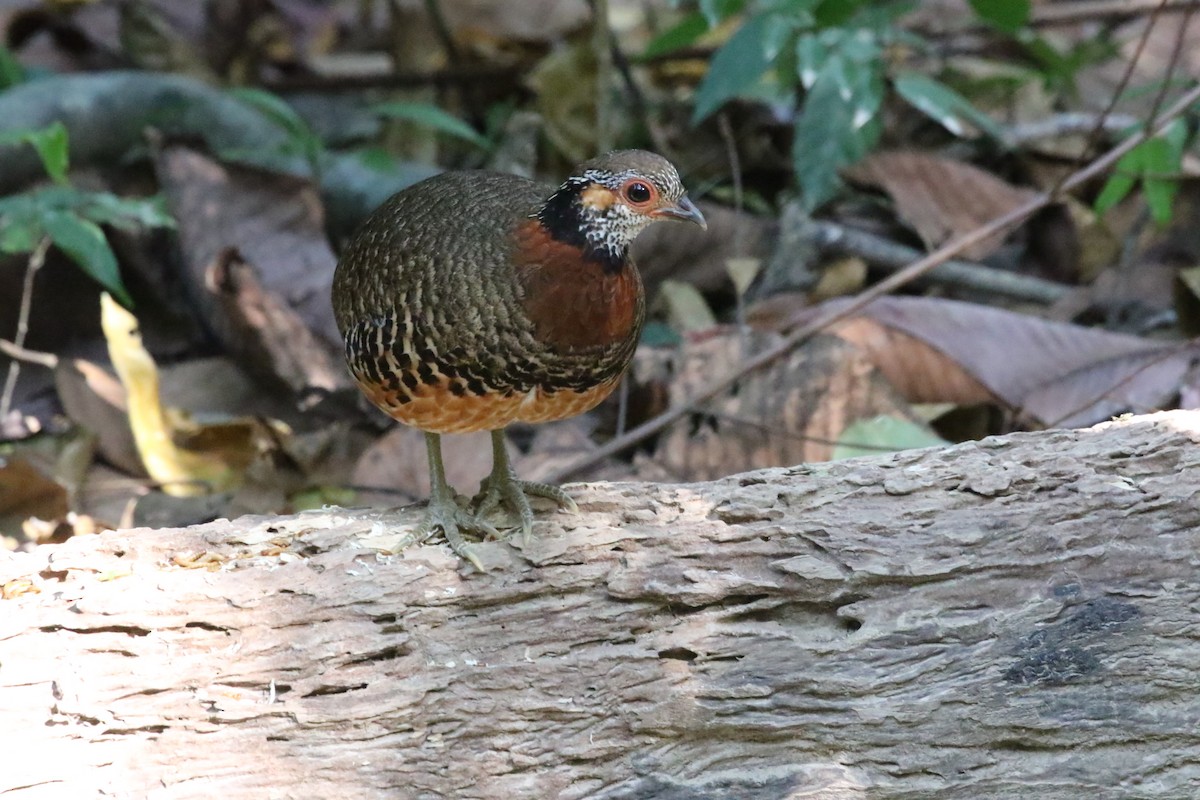 Chestnut-necklaced Partridge - ML620181448