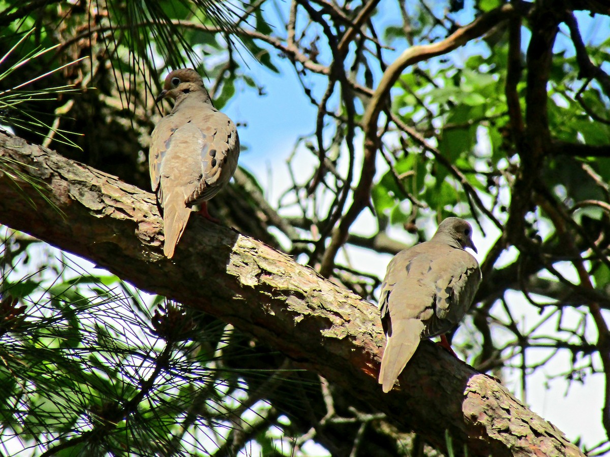 Mourning Dove - ML620181453