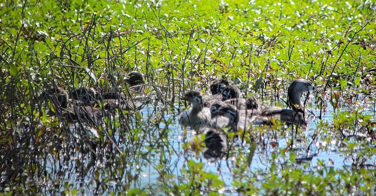 Pied-billed Grebe - ML620181455