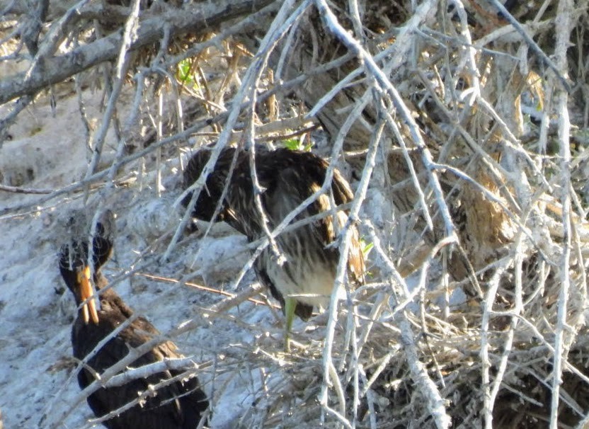Black-crowned Night Heron - ML620181460