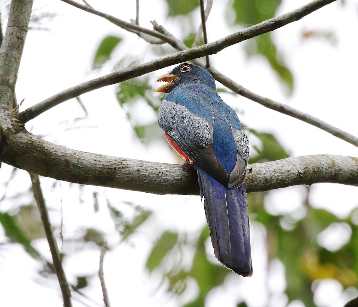 Blue-crowned Trogon - ML620181461