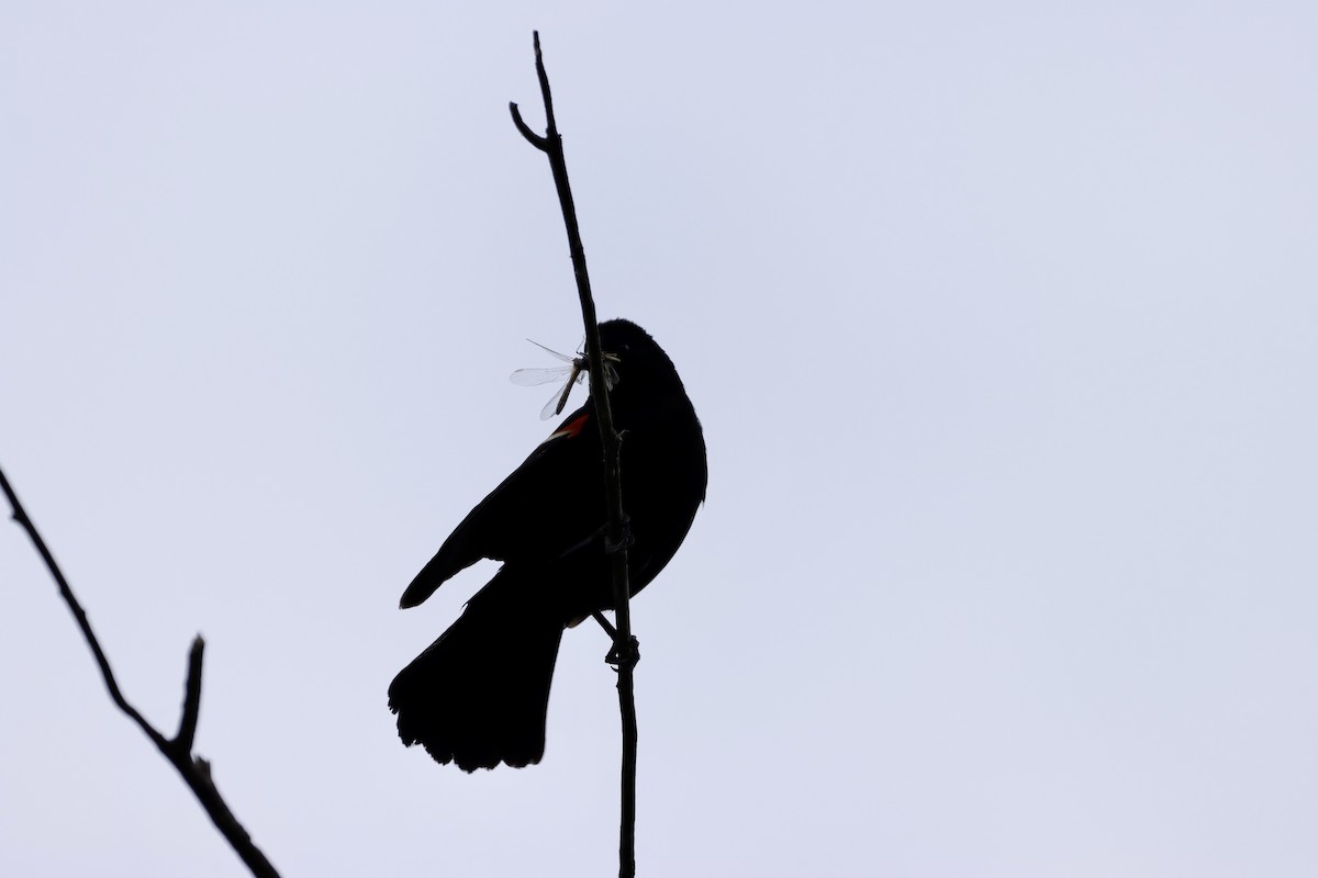 Red-winged Blackbird - ML620181466