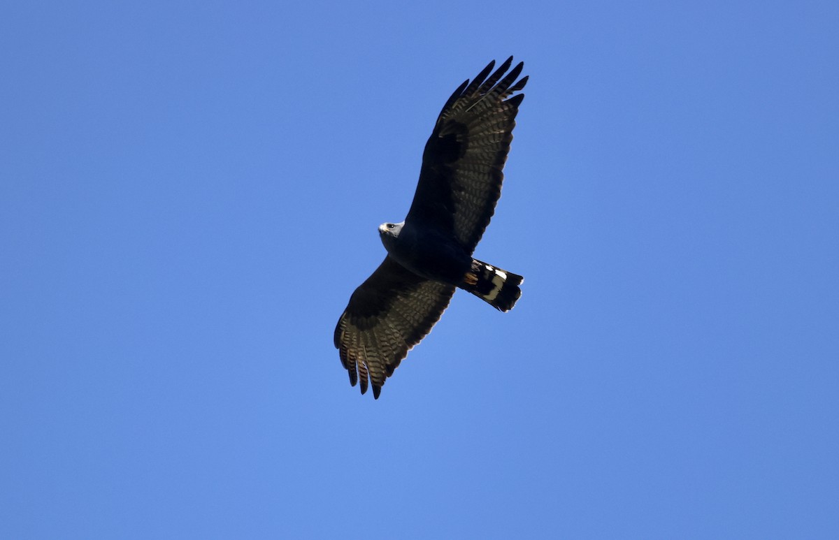 Rußbussard - ML620181469