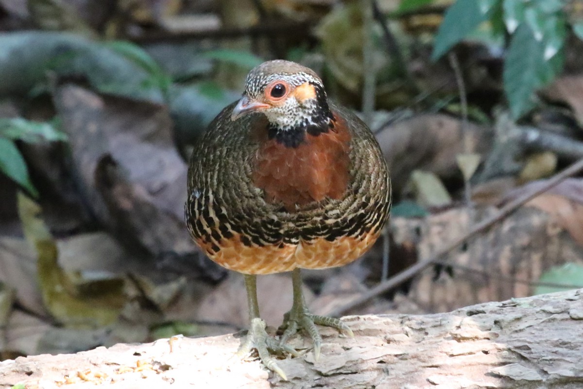 Chestnut-necklaced Partridge - ML620181472