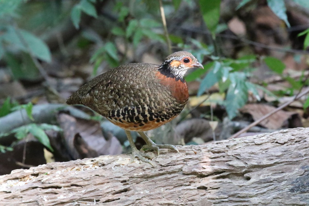 Chestnut-necklaced Partridge - ML620181481