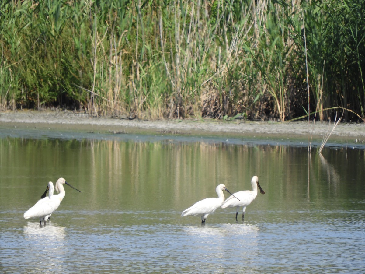 Eurasian Spoonbill - ML620181486