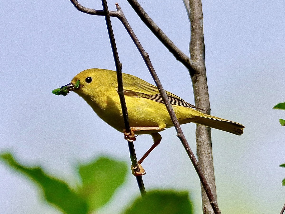 Paruline jaune - ML620181488