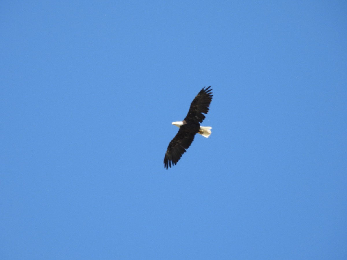 Bald Eagle - ML620181489