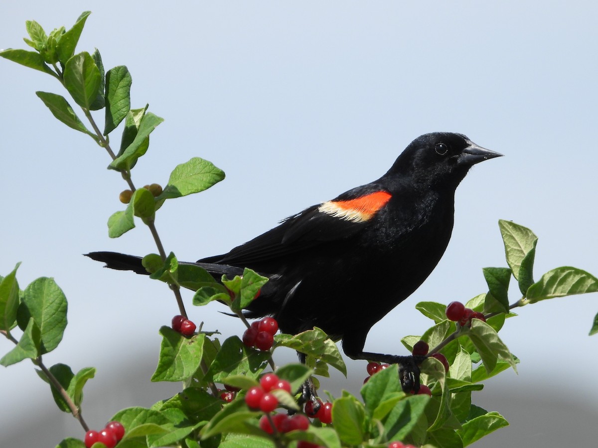 Red-winged Blackbird - ML620181502