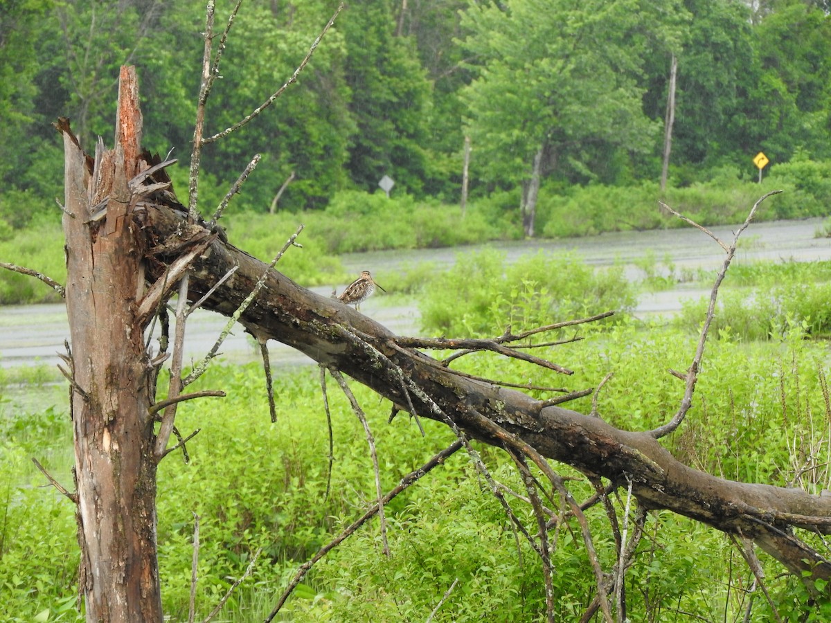 Wilson's Snipe - ML620181504