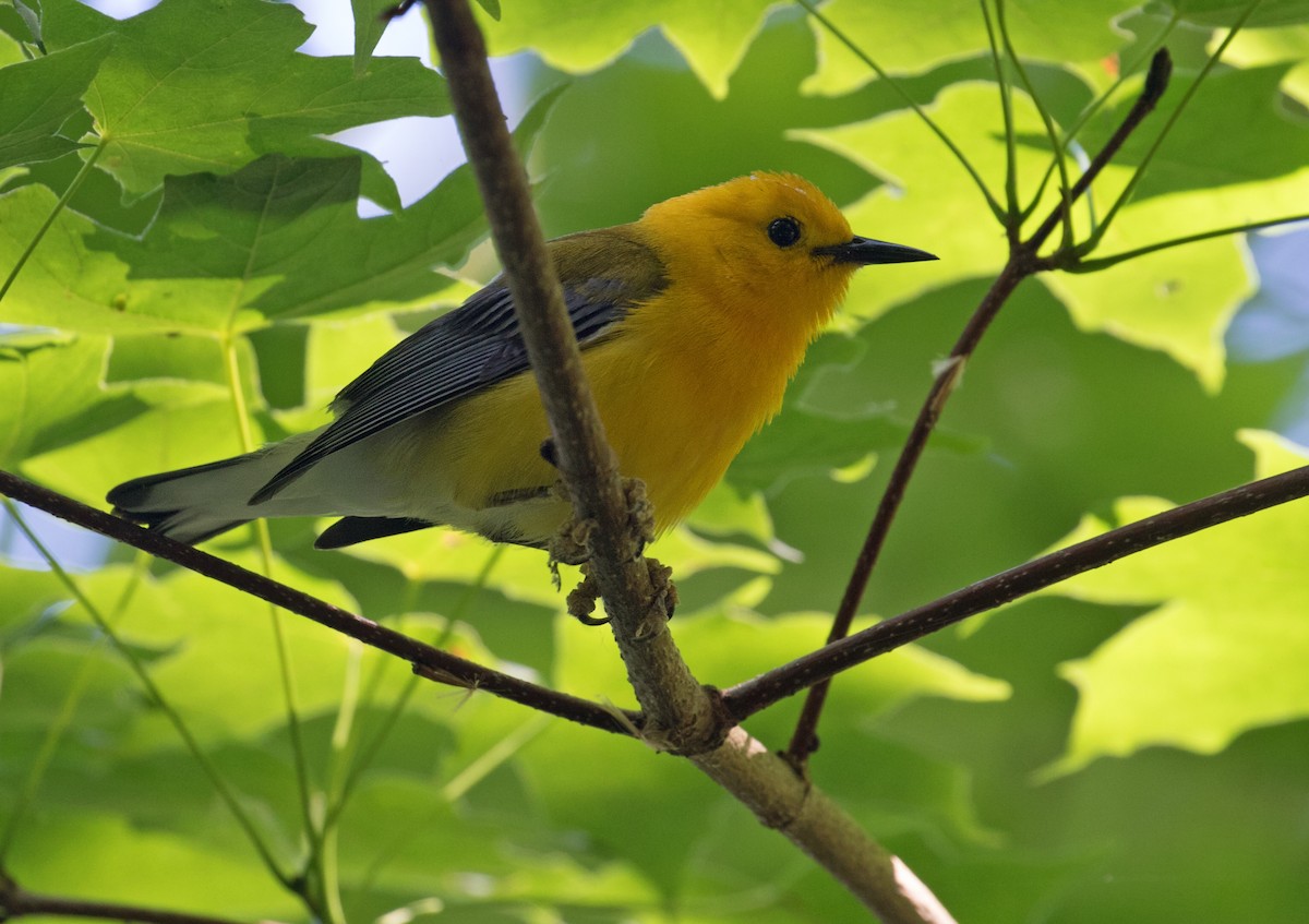 Prothonotary Warbler - ML620181505