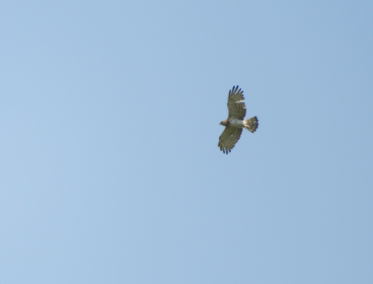 Short-toed Snake-Eagle - ML620181510