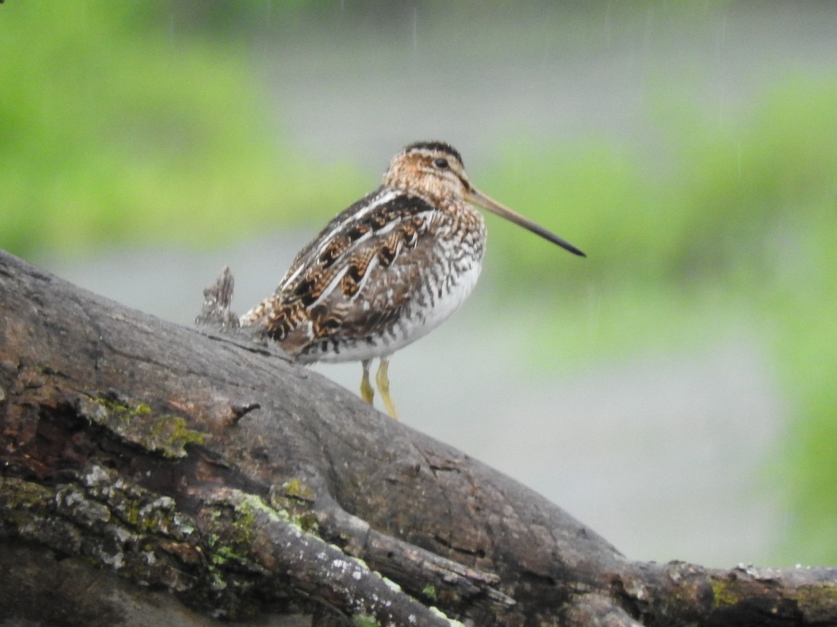 Wilson's Snipe - ML620181512