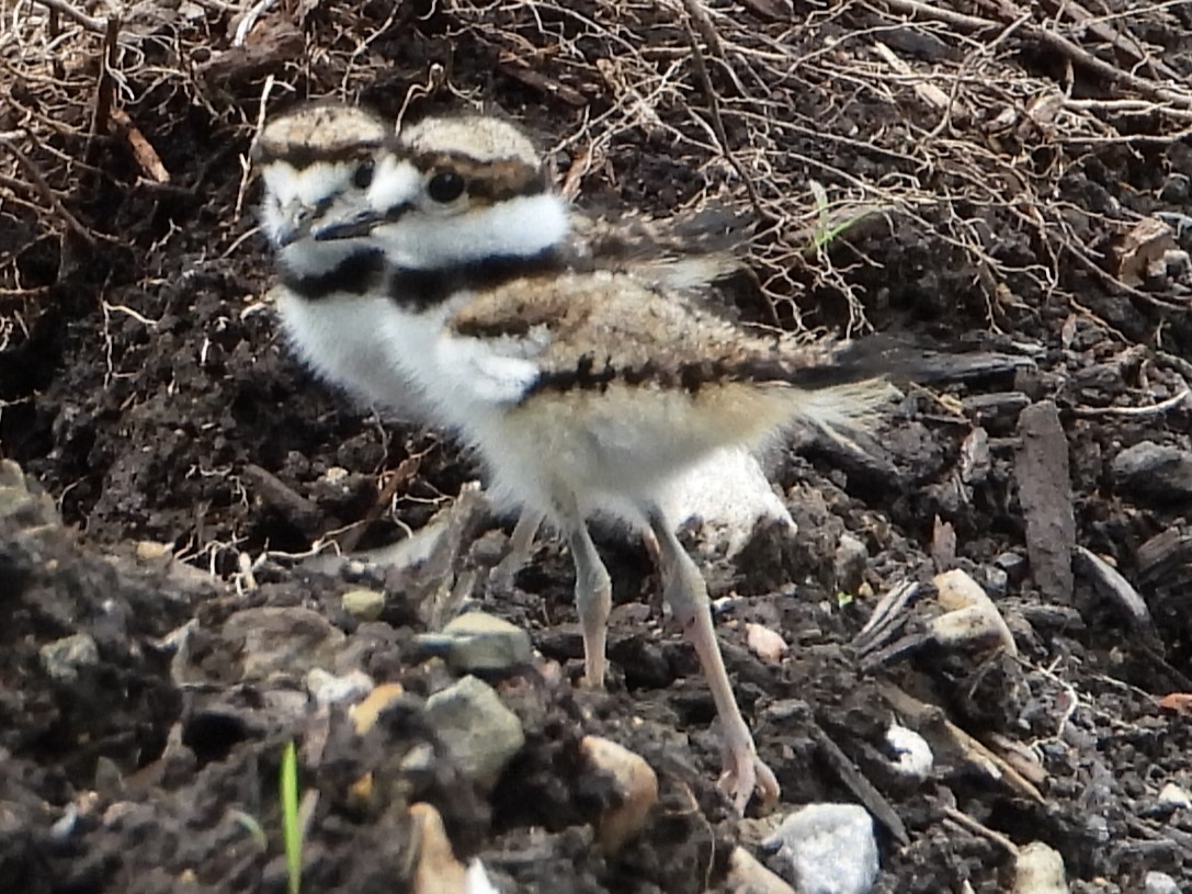 Killdeer - ML620181515