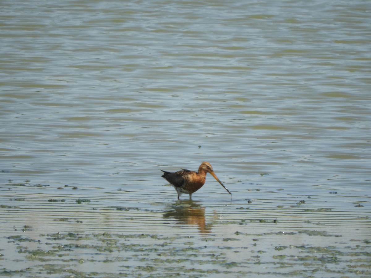 Black-tailed Godwit - ML620181518