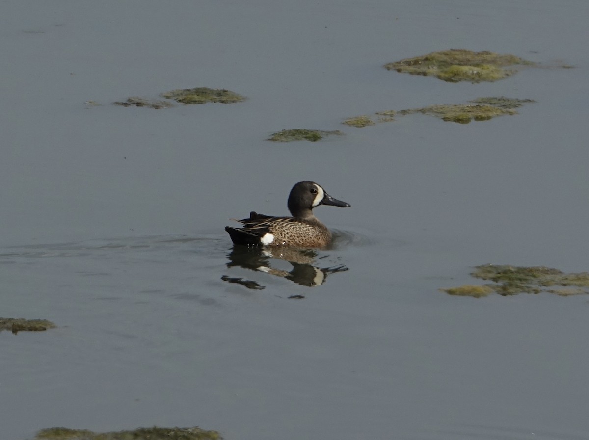 Blue-winged Teal - ML620181520