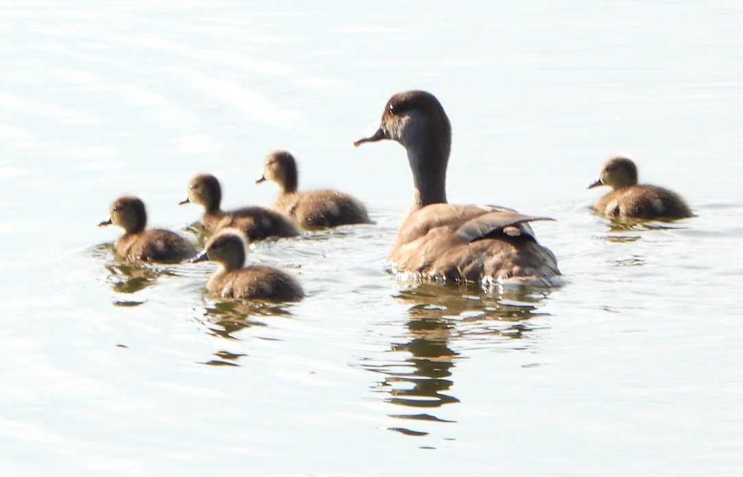 Red-crested Pochard - ML620181522