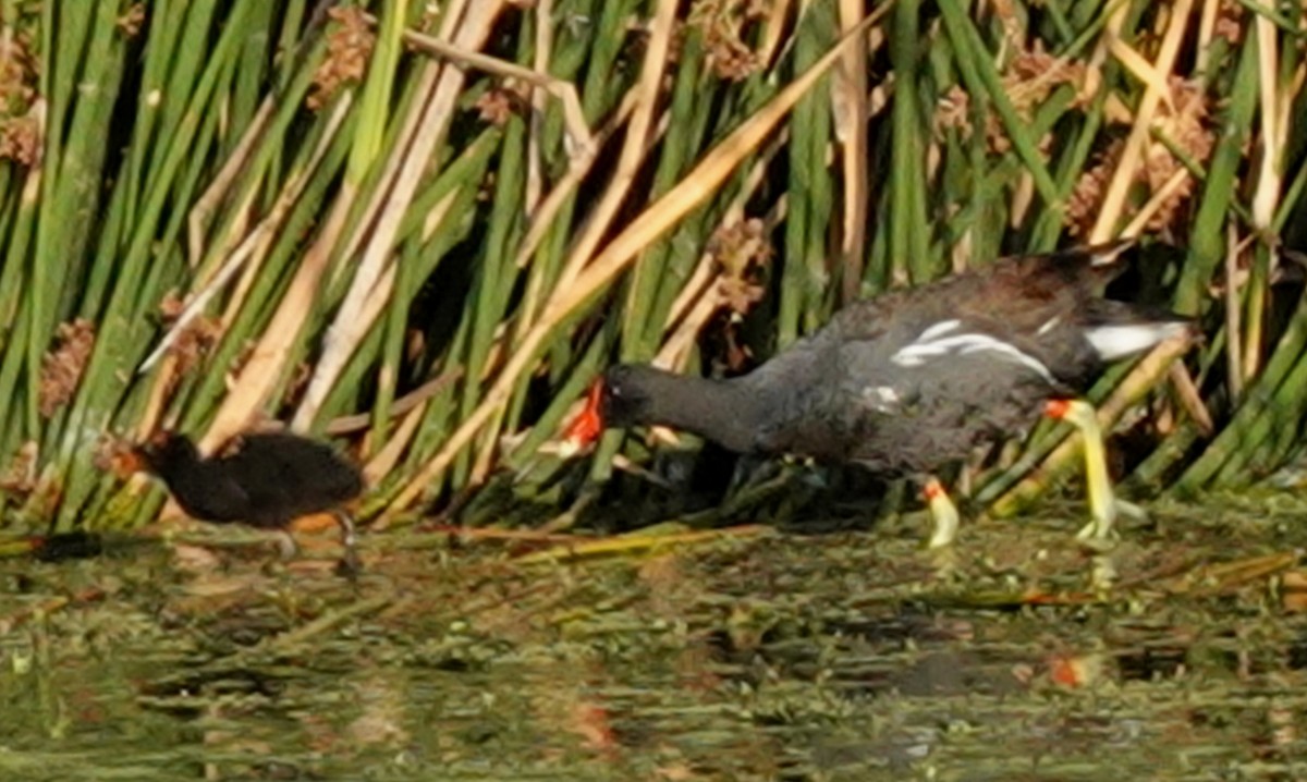 Gallinule d'Amérique - ML620181525