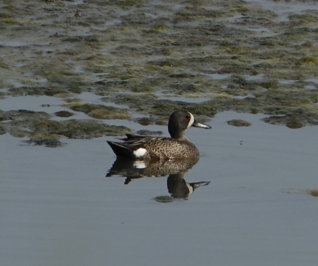 Blue-winged Teal - Chuck Hill