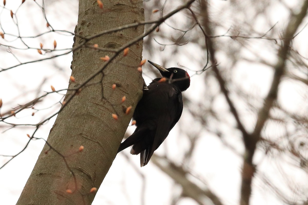 Black Woodpecker - ML620181527