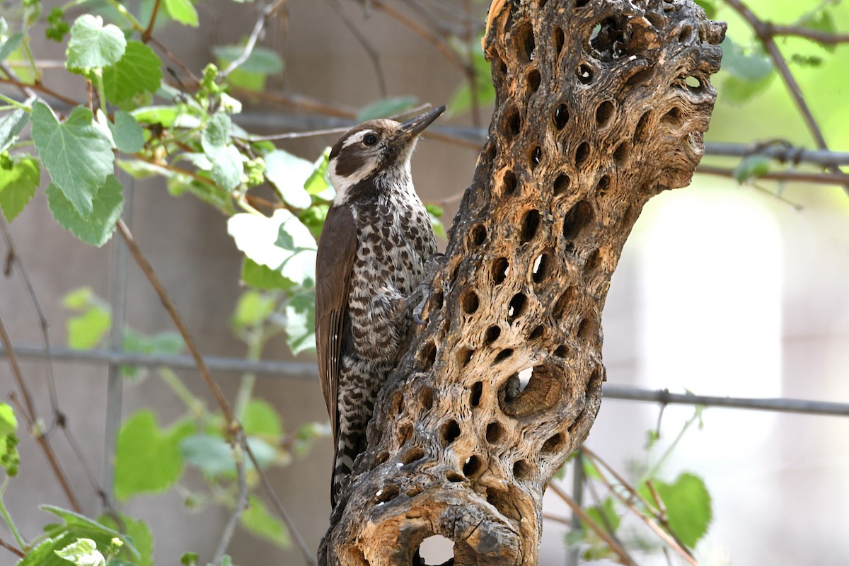 Arizona Woodpecker - ML620181531