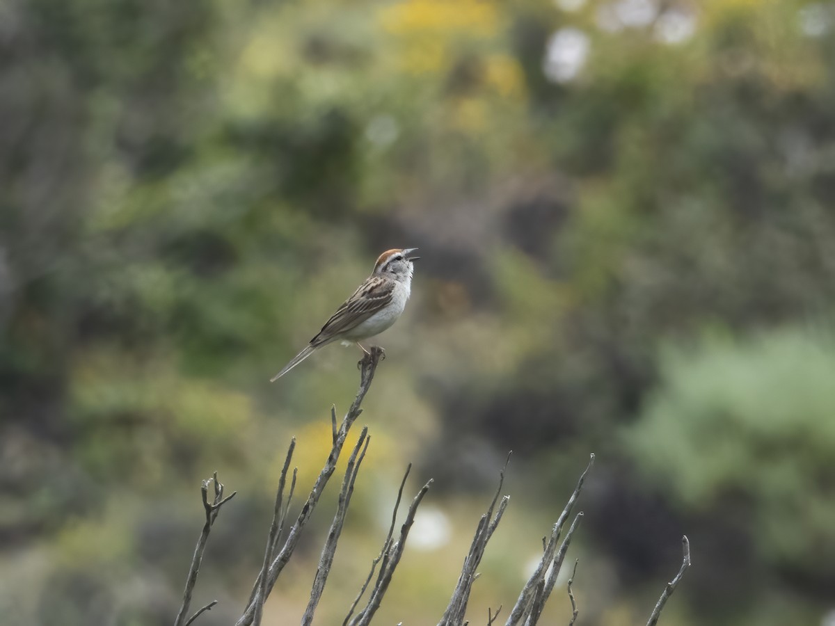 Chipping Sparrow - ML620181533