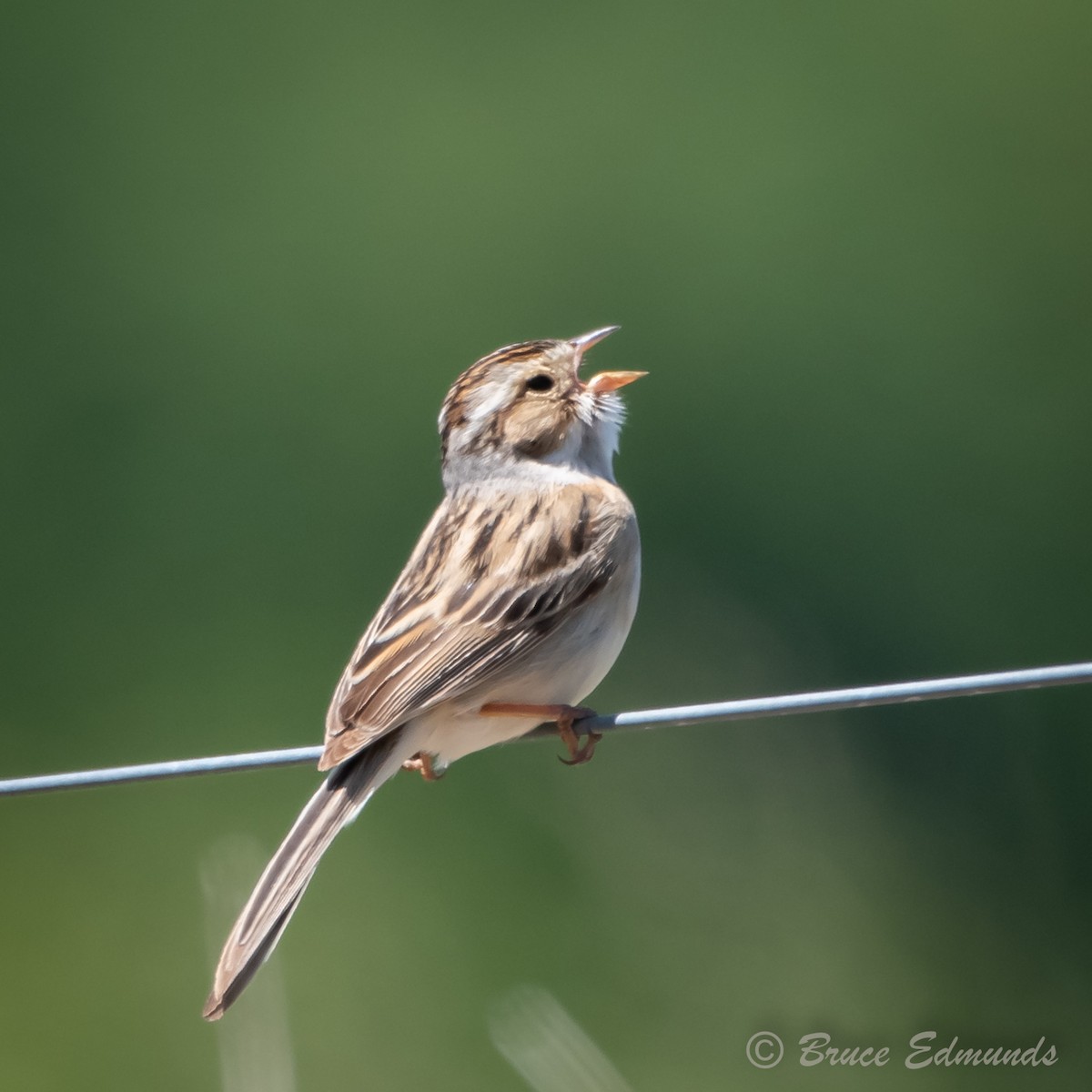 Clay-colored Sparrow - ML620181534