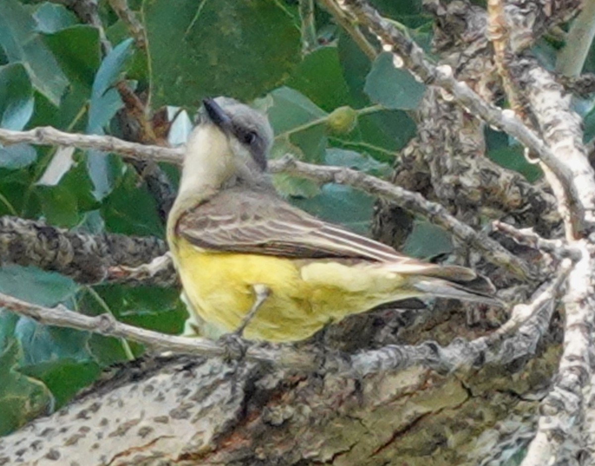 Tropical Kingbird - ML620181536