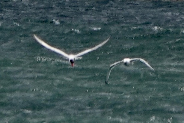 Caspian Tern - ML620181540