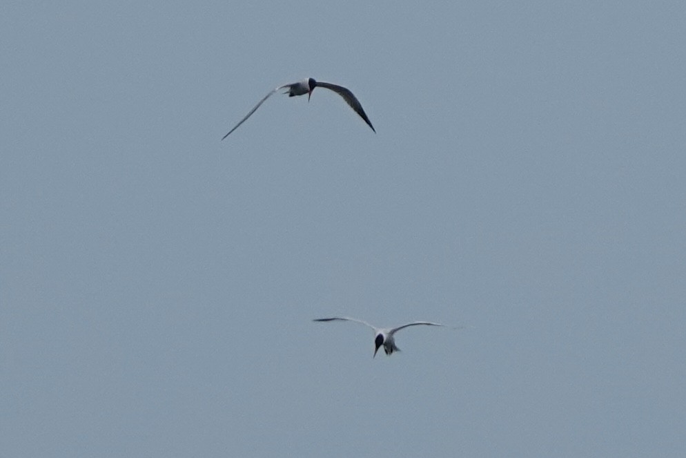 Caspian Tern - ML620181542