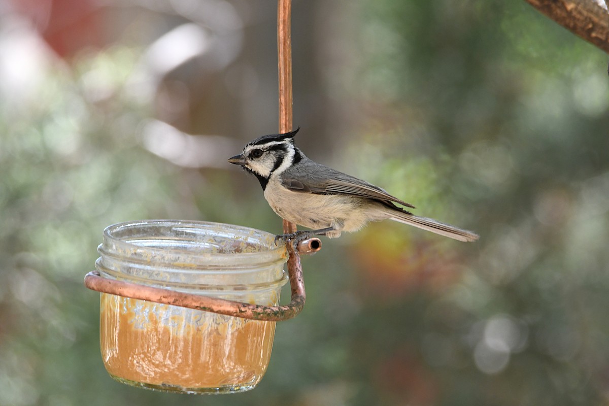 Bridled Titmouse - ML620181544